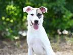 Adopt JASMINE a Bull Terrier