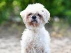 Adopt DANI a Shih Tzu