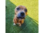 Adopt Fern a American Staffordshire Terrier, Mixed Breed