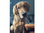 Adopt Millie a Red/Golden/Orange/Chestnut Golden Retriever dog in Kelowna