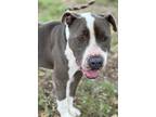 Adopt Gray a Gray/Silver/Salt & Pepper - with White American Pit Bull Terrier /