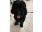 Adopt Nick a Standard Poodle