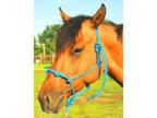 Stiff Natural Horsemanship Rope Halters--Many Colors available