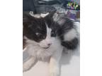 Adopt Charlotte a Domestic Shorthair / Mixed (short coat) cat in Pahrump