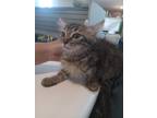 Adopt Ellie a Domestic Longhair / Mixed (short coat) cat in Pahrump