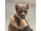 Adopt Carter a Domestic Short Hair