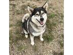Adopt Dakota a Black Siberian Husky / Alaskan Malamute / Mixed dog in Melfort