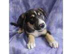 Adopt DISNEY a Australian Shepherd, Mixed Breed