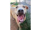 Adopt Sandy a Tan/Yellow/Fawn Labrador Retriever / Pit Bull Terrier / Mixed dog
