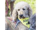 Adopt Mav a Tan/Yellow/Fawn Standard Poodle dog in Whitby, ON (39046558)