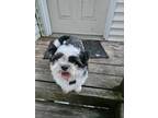 Adopt Glorious Gizmo a White - with Black Shih Tzu / Mixed dog in Brewster
