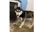 Adopt BOK CHOY a Husky