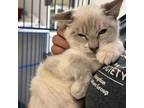 Adopt Chai a Siamese