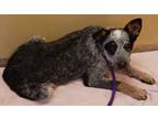 Adopt Blueberry a Cattle Dog, Mixed Breed