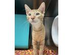 Adopt Gene a Domestic Short Hair