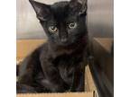 Adopt Anchovy a Domestic Short Hair