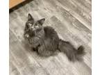 Adopt Layla a Gray or Blue Maine Coon / Domestic Shorthair / Mixed cat in