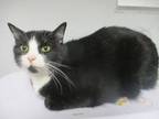 Adopt Fedora a Domestic Short Hair