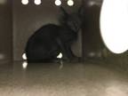 Adopt WC- Iffy a Domestic Short Hair