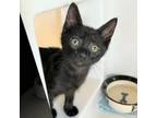 Adopt Arpeggio a Domestic Short Hair