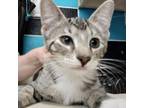 Adopt Hemingway a Domestic Short Hair