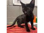 Adopt Tuff a Domestic Short Hair