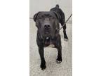 Adopt Mammoth a Mastiff, Mixed Breed