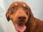 Adopt Hooch a Labrador Retriever, Mixed Breed