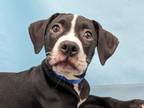 Adopt George a American Staffordshire Terrier, Mixed Breed