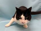 Adopt Buddy a Domestic Short Hair