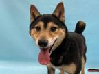 Adopt Jack a Shiba Inu, Mixed Breed