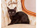 Adopt Gabriel a Domestic Short Hair