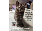 Adopt Princess Peanut a Tortoiseshell Domestic Mediumhair (medium coat) cat in