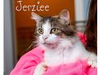 Adopt Jerziee a Calico or Dilute Calico Domestic Mediumhair (medium coat) cat in