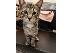 Adopt Franklin a Brown Tabby Domestic Shorthair / Mixed (short coat) cat in