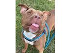 Adopt Ace a Tan/Yellow/Fawn American Staffordshire Terrier / Mixed dog in