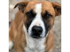 Adopt George a Tan/Yellow/Fawn Labrador Retriever / Boxer / Mixed dog in Moose
