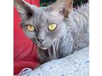 Adopt Lina a Gray or Blue Selkirk Rex / Mixed (long coat) cat in Lighthouse