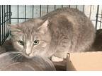 Adopt Star a Gray, Blue or Silver Tabby Domestic Shorthair / Mixed (short coat)