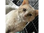 Adopt Garfield, 6-7 yr old cat - pale orange a Domestic Medium Hair