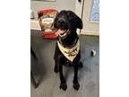 Adopt Tahoe a Black Labrador Retriever / Great Dane dog in Mooresville