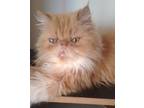 Adopt Bhama BRONX a Orange or Red (Mostly) Himalayan (long coat) cat in Toronto