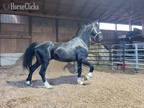 13yr KWPN Homozygous Black Dutch Harness Gelders Type Stallion