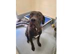 Adopt HUGO a Black Mastiff / Mixed dog in Silver Springs, NV (39067190)