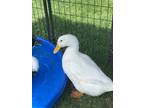 Adopt Junebug and The Blackwells a Black Duck bird in New York, NY (39067074)