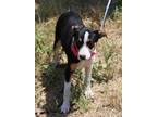 Adopt Dallas a Tricolor (Tan/Brown & Black & White) Border Collie / Mixed dog in