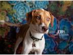 Adopt Jerry a White - with Tan, Yellow or Fawn Beagle dog in Littleton