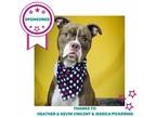 Adopt Chad a Brown/Chocolate Boxer / Mixed Breed (Medium) / Mixed dog in
