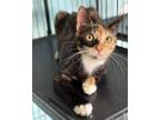 Adopt Judith a Calico or Dilute Calico Calico (short coat) cat in Kingsville