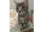 Adopt THOUSAND ISLAND a Gray, Blue or Silver Tabby Tabby (short coat) cat in